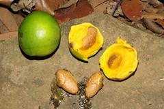 Garcinia talbotii